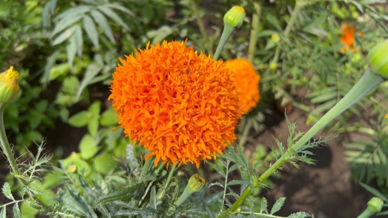 La Flor de Cempasúchil está lista para teñir de color el Día de Muertos en  México - YouTube