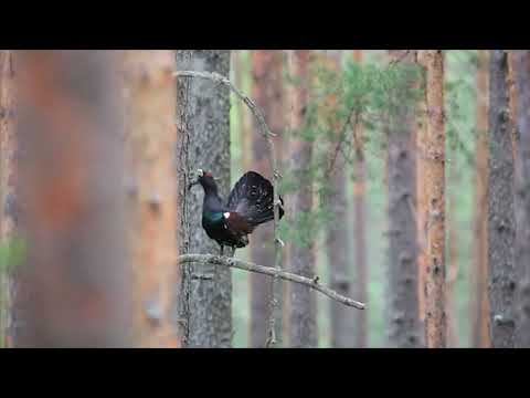 Video: Burung yang cantik - belibis hitam