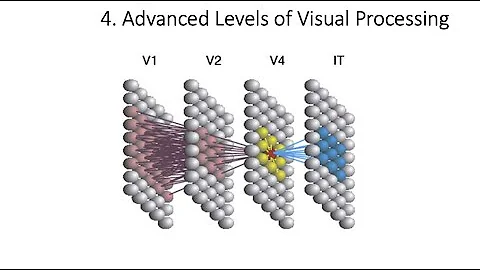 4.4. Advanced Visual Processing, Fundamentals of Cognitive Neuroscience Course, Session 4, P 4