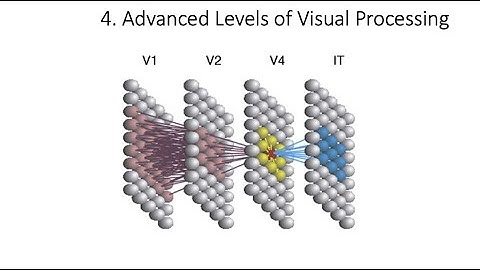 4.4. Advanced Visual Processing, Fundamentals of Cognitive Neuroscience Course, Session 4, P 4