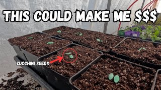 planting zucchini's to sell