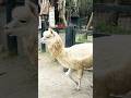 Bring back my alpaca 🦙 girls #alpaca #llamas #farm #zoo #hsinchu #taiwan #runway