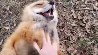 This Is How Foxes Laugh When They Are Tickled, And Their Laughter Is Very Similar To That Of Childre