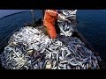 amazing big catch nets fish herring on the sea