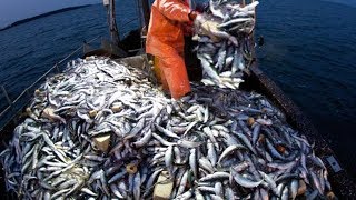 amazing big catch nets fish herring on the sea