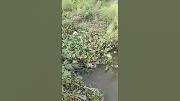 câu cá chốt sông khủng...great river peg fishing