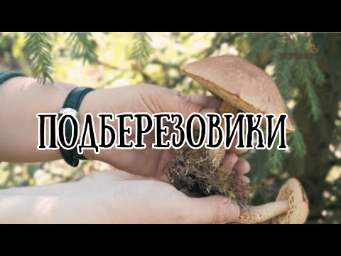 Подберезовики // По грибы