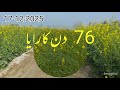 Tipu Sultan Raya 76 Days Old | Heavy Pod Formation &amp; Flowers | Mustard Crop Update | Agri Me