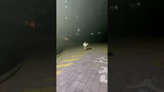 IMG 9593