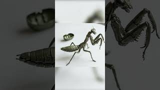 Mechanical Praying Mantis Toy Transformation! 🤖🦗 #shorts
