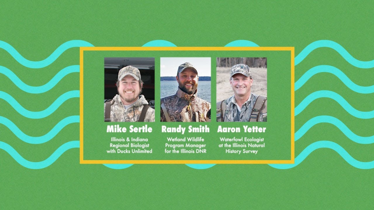 Living with Wildlife Illinois Waterfowl and Wetland Management in IL