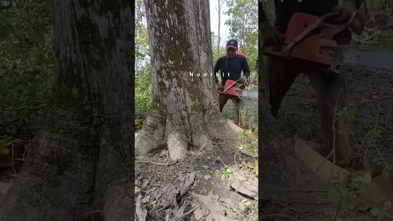 Master the Chainsaw: Precise Tree Felling and Log Processing