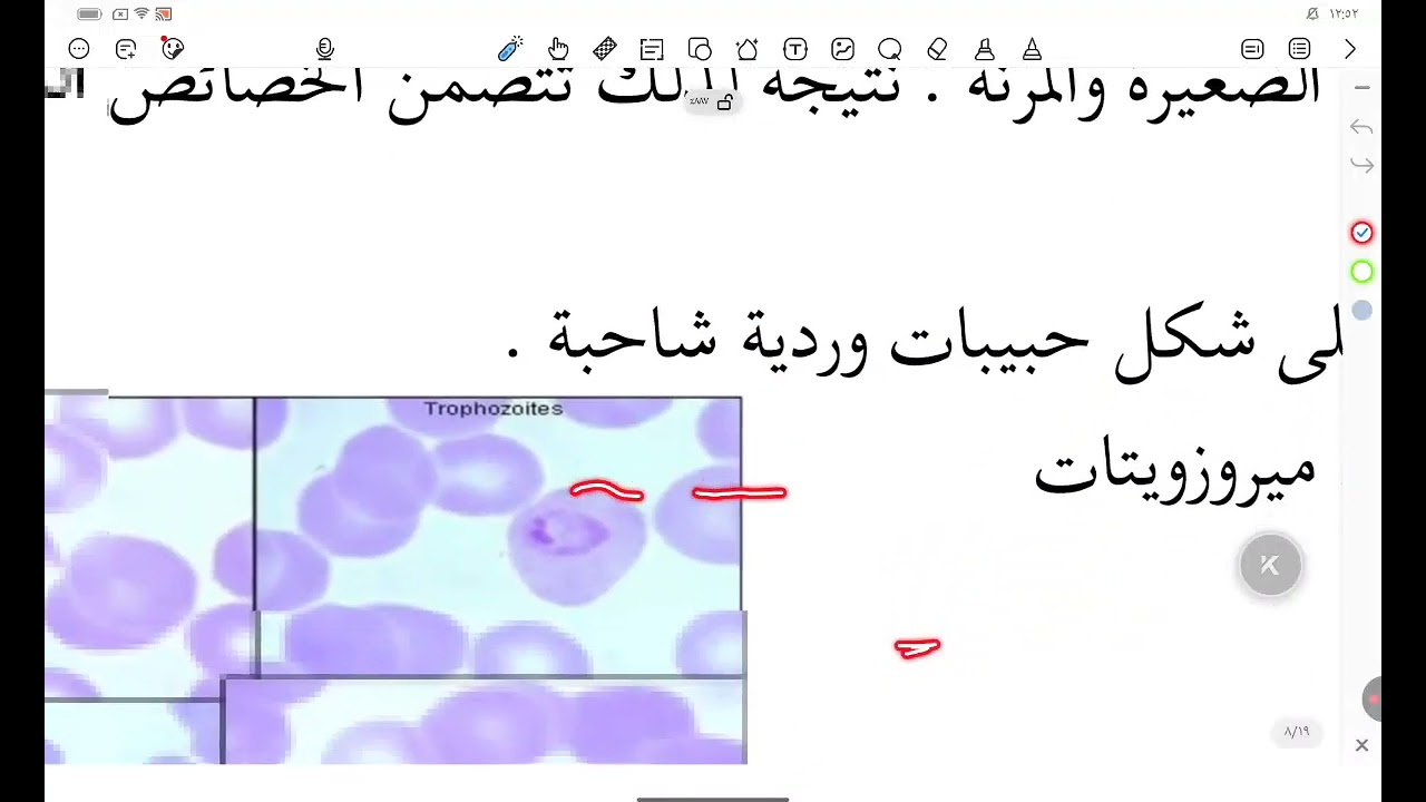 مايكرو/محاضرة11/الجزء الثاني/Coccidia (class Sporozoa)Phylum Apicomplexa
