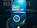 Which Ocean Giant Beats the Smallest? #OceanFacts #MarineLife #DeepSea