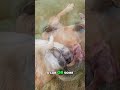 Indestructible Dog Toy: Puppy Test Results! #shorts