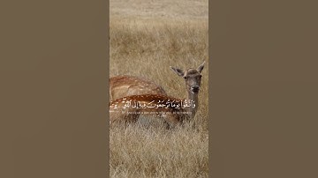 واتقوا يوما ترجعون فيه الى الله|سورة البقرة|القارئ خالد الجليل|