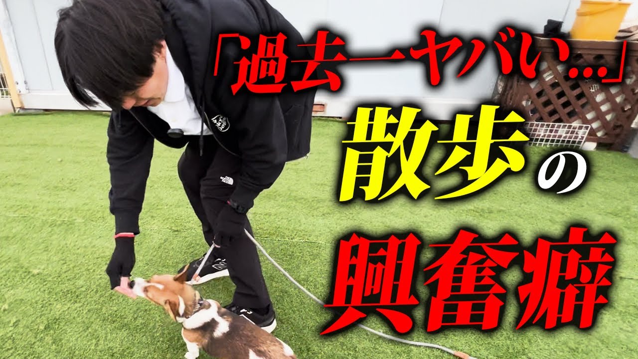【実録】散歩の興奮癖がヤバい犬をプロドッグトレーナーがしつけ改善