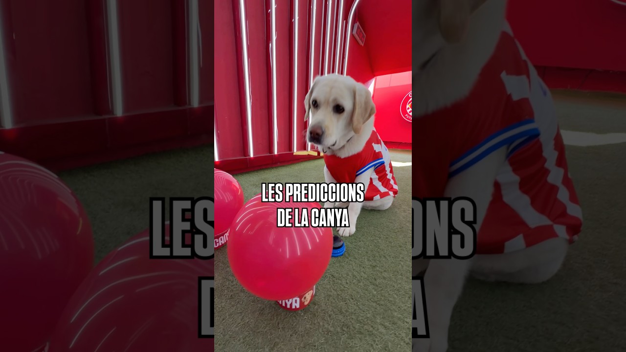 🔮🐶 Els pronòstics de la Canya pels vuitens de final del Mundial