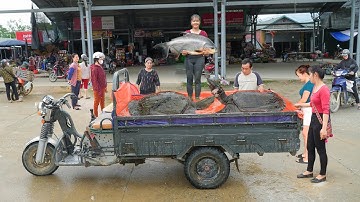REWIND TIMALSPE  --268 Days Harvesting A Lot Of Fish And Big Turtle Go To Countryside Market Sell