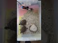 쿠타&amp;타타 밥묵어라~^^