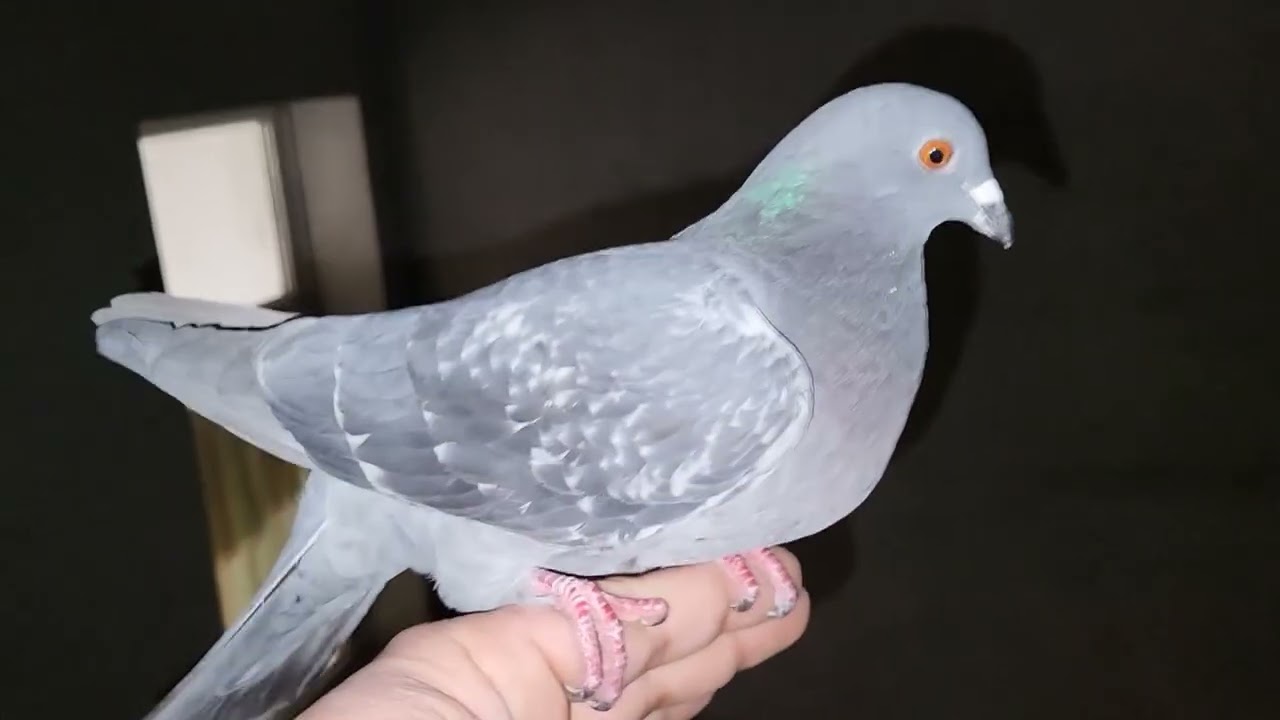 MASAKRA!!!NIE WIARYGODNE CZEKAŁ GOŁĄB POD DZWIAMI NA MNIE🙉🥰ZAPRASZAM NA FILM🫶OCEŃ  FILM W KOMETARZU 