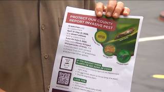 Officials warn Costco customers about invasive insect on Desert Willow plants in Southern California