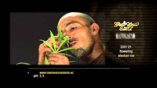 Alaskan Ice - Green House Grow Sessions by Green House Seed Co 94,779 views 8 years ago 13 minutes, 30 seconds