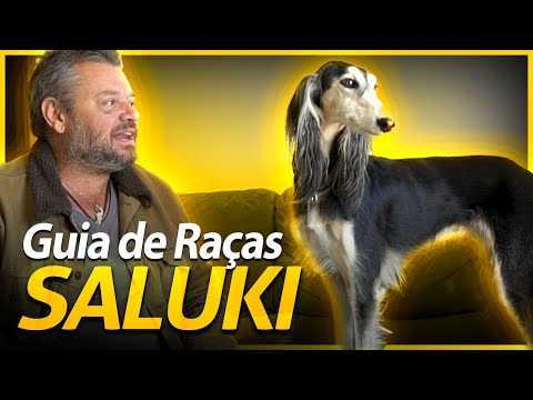 Vídeo: Informações, Imagens, Características E Fatos Sobre A Raça Do Cão Saluki