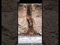 tiger #shorts #shortvideo #animals #tiger