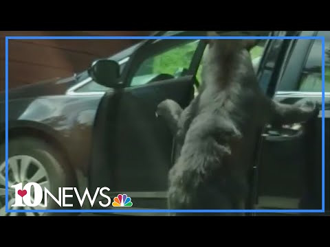 Video: In Gatlinburg, Tennessee, Klettern Drei Bären In Das Auto Eines Mannes
