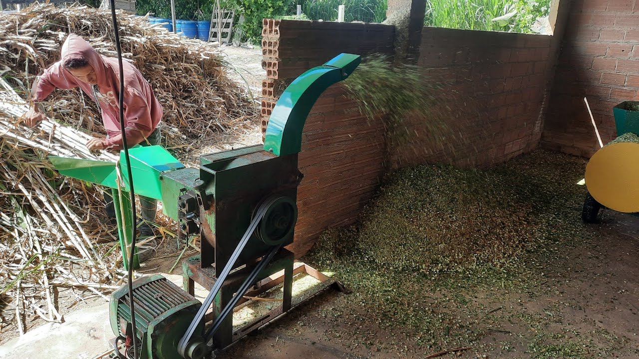 ensiladeira chegou e mudou não tem nem comparação qualidade  silagem