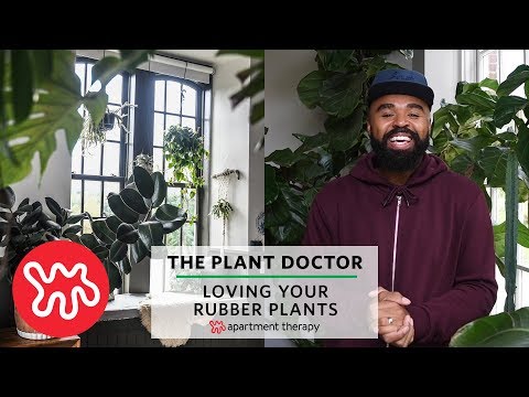 Video: Rubber Plants