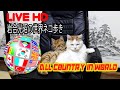 岩合光昭の世界ネコ歩き 「 LIVE HD 2018（ALL COUNTRY IN WORLD ）」