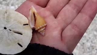 Virtual SHELLING! SAND DOLLARS on Cayo Costa Island | Florida Seashells #Sanibel #Shelling