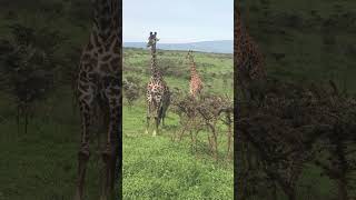 Super Ngorongoro #giraffe #wildlife