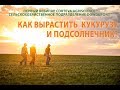 Адаптивные технологии возделывания подсолнечника