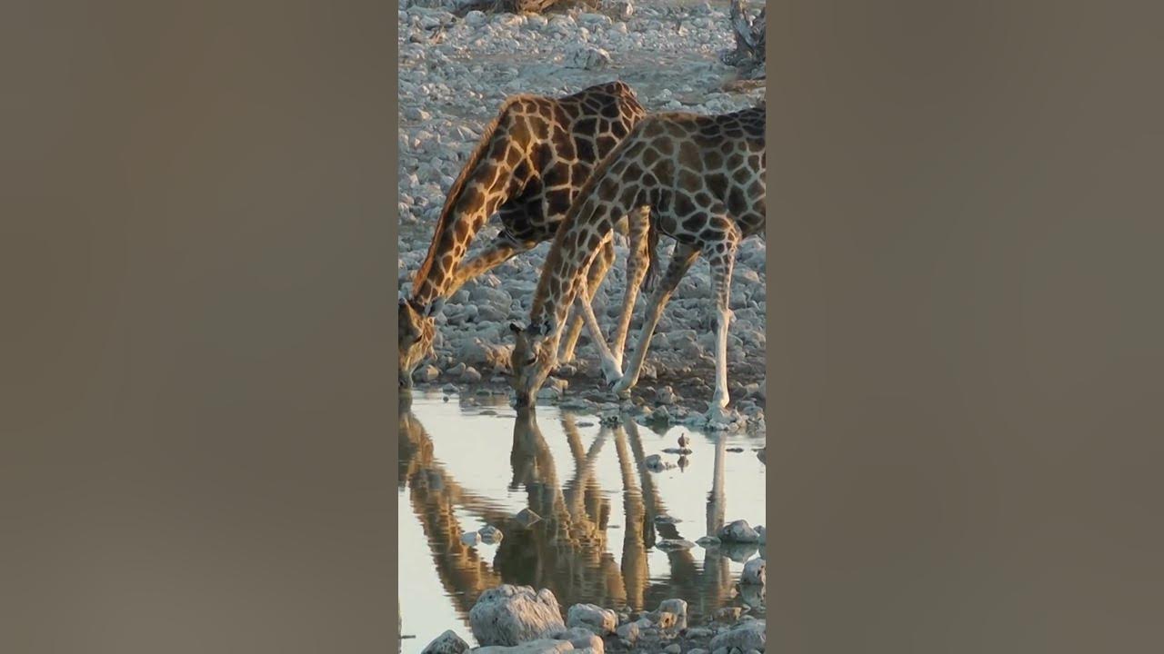 Why Giraffe have Long Neck? Why do giraffes have such long necks? #