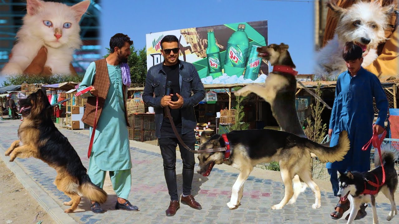 گزارش ضیا از تهیه مسکن ،بازار گرگ فروشی،قیمت یک گرگ 3 هزار دالر/zia report،tahia maskan،kabul