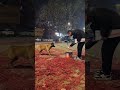 Man and Dog Flew Rocket Firecracker#shortvideo