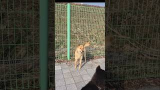 #애견영상 #강아지 #진돗개