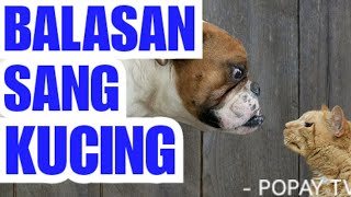 BALASAN DARI SANG KUCING| Beberapa Balasan Kucing terhadap Kebaikan Majikannya
