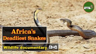 Africa's Deadly Snakes हिन्दी डॉक्यूमेंट्री Wildlife documentary in Hindi