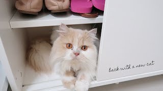 Back with a new Persian cat (neglected during lockdown) ⎮ vlog 68 by Marion St Joan 1,972 views 3 years ago 20 minutes