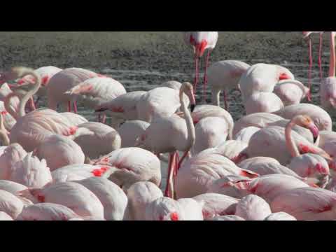 Flamingos in the Desert