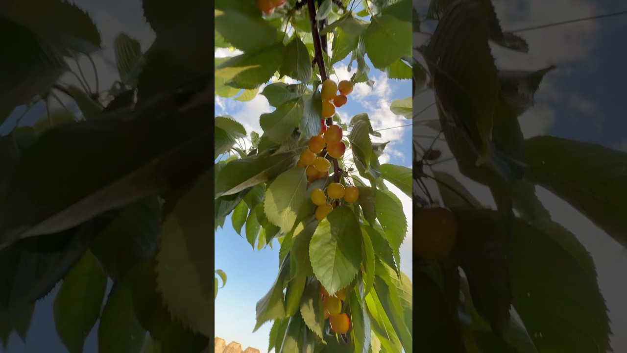 Посадила 6 лет назад ⏪! Черешня РЭЙНЕР . Cherry Rainer in my Garden 😋 !