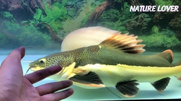 SỰ BIẾN HÌNH CỦA CÁ HỒNG VỸ MỎ VỊT SAU 10 THÁNG || HOW REDTAIL CATFISH CHANGE SIZE AFTER 10 MONTHS