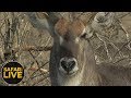 safariLIVE - Sunset Safari - October 12, 2018 - Part 1