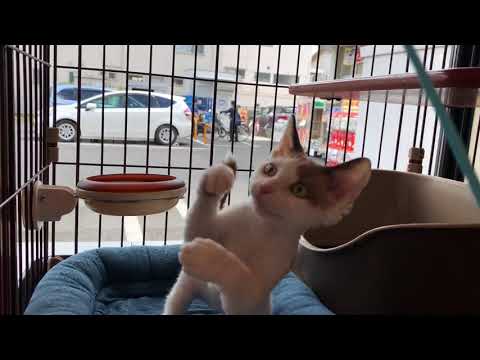 川口市　デボン・レックス　とっても人懐っこい甘えん坊な子ネコ　ねこじゃらしで遊ぶ