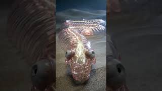 Snake Ne Zinda Bichhu Nigal Liya… Phir Kya Hua
