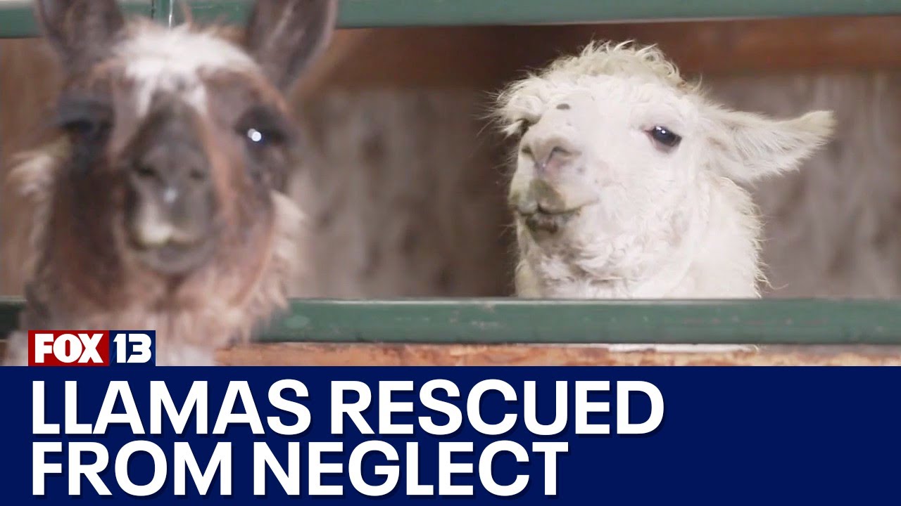 Llamas rescued from neglect case | FOX 13 Seattle - YouTube